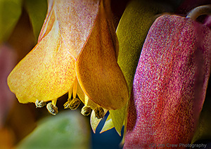 Coloured Blooms